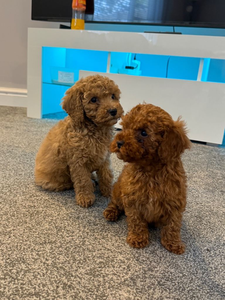 F1 Cavapoo for sell