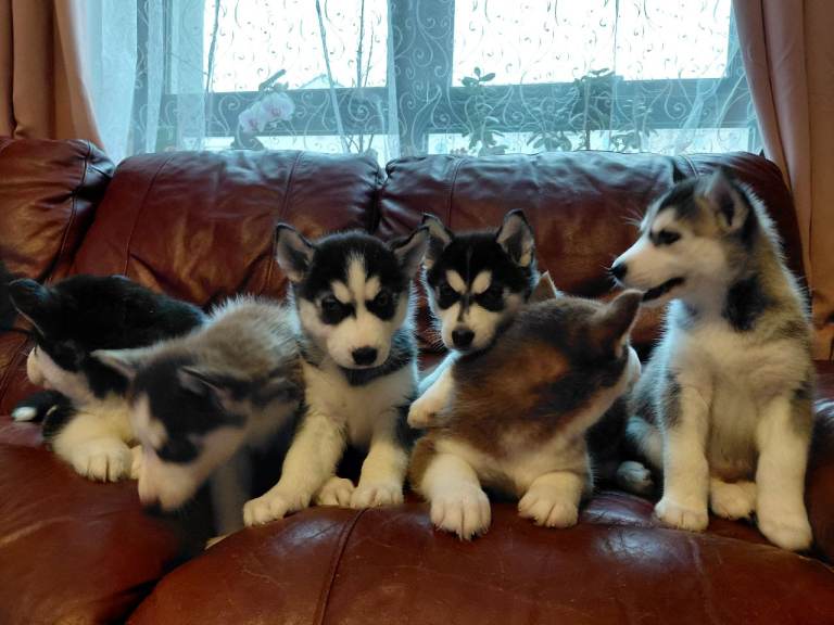 Husky puppies for sale