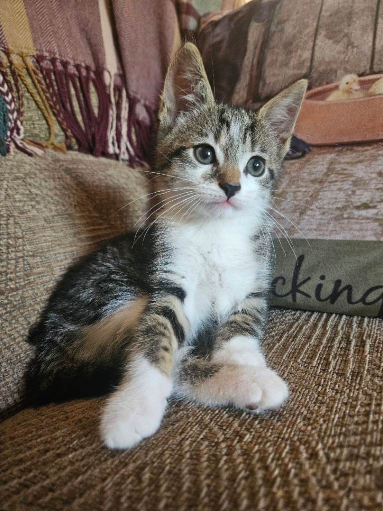 Kitten