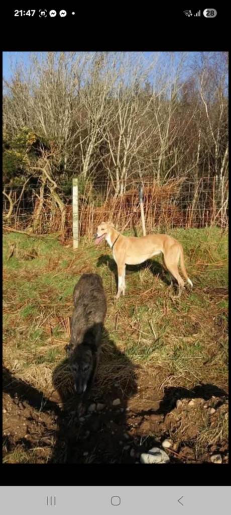 Lurcher pup 1 male pick of the litter