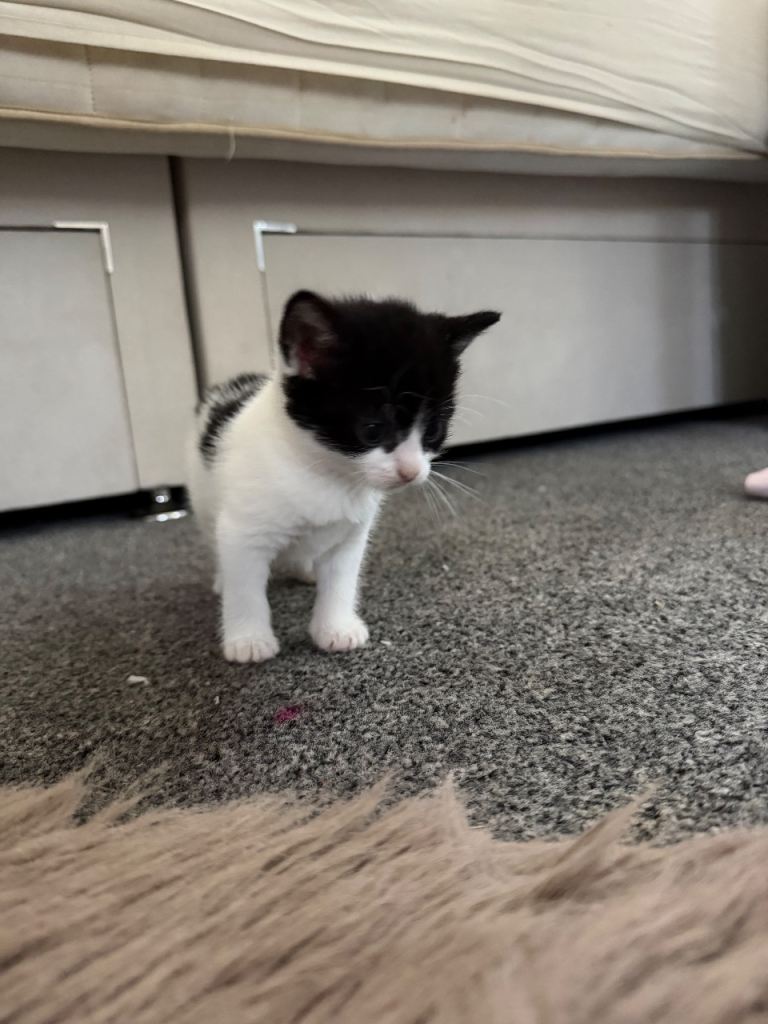 Black and white fluffy British short hair kitten