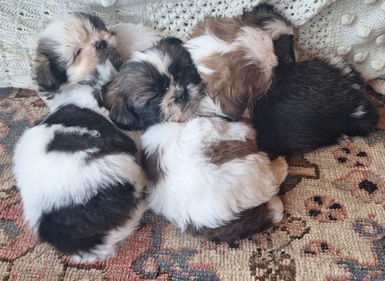 Shih-Tzu X puppies. 4 males.