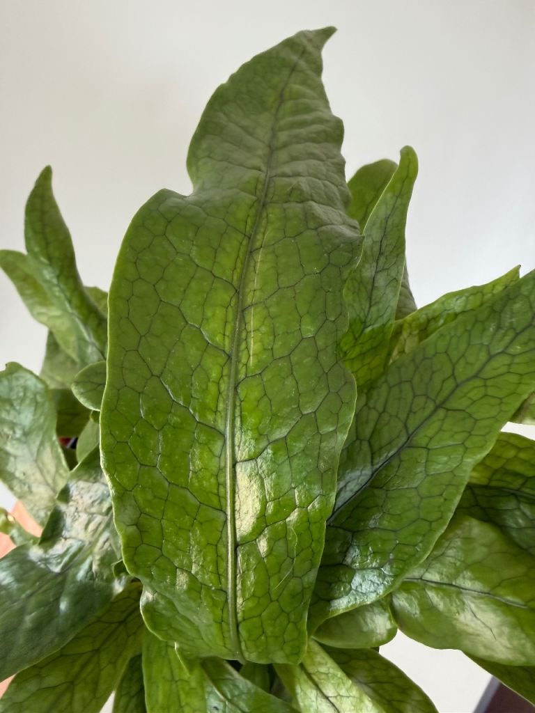 Crocodile fern - rare house plant