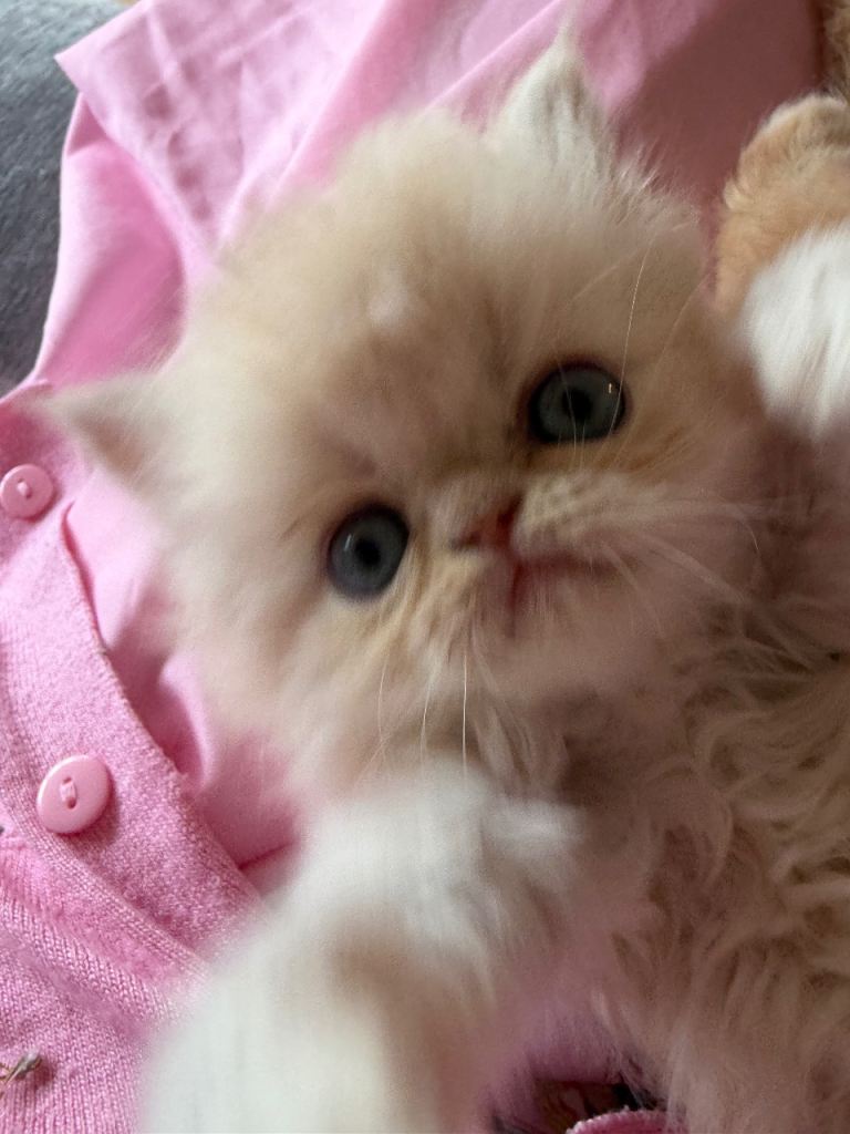 Pure Bred Cream Persian kitten 