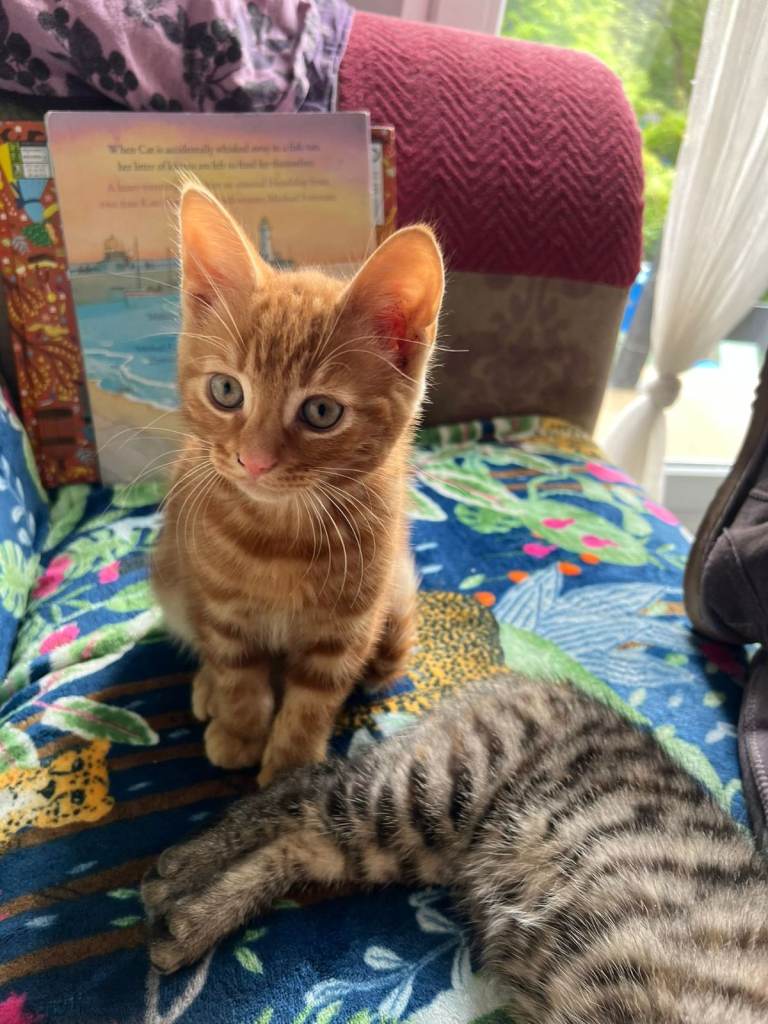 Two Cute  Ginger Boys