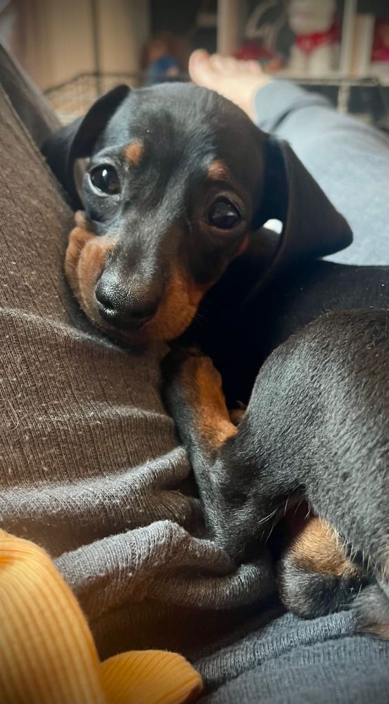 8 months black & brown Dachshund, Female