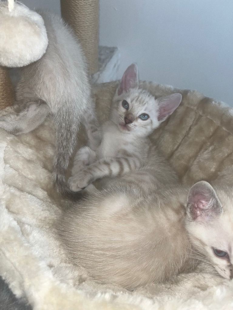 Snow Bengal Kittens For Sale | Lynx & Charcoal Mink