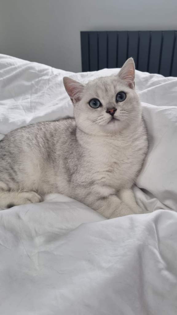 British Shorthair Kitten