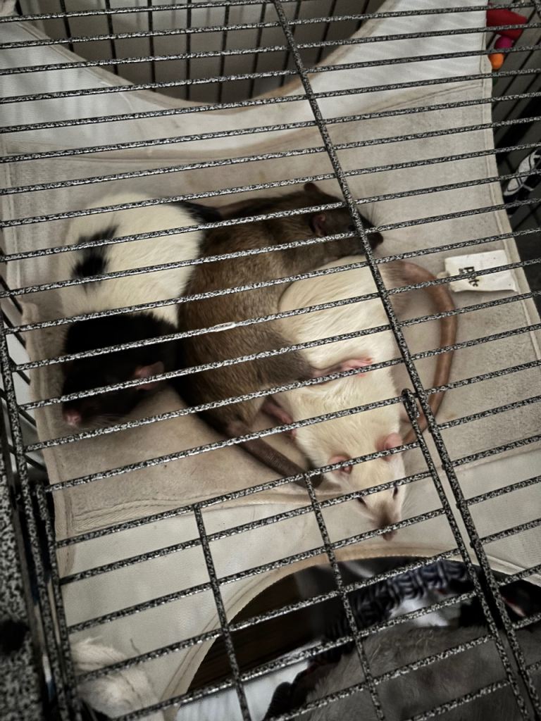 Rats 