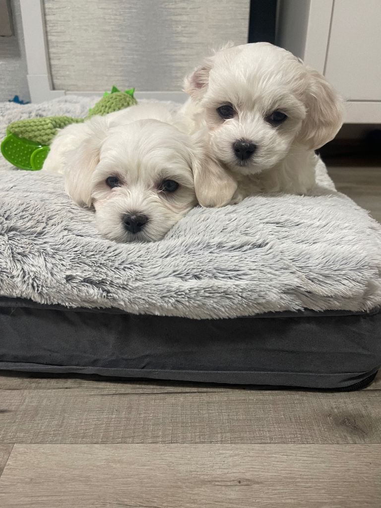 Maltese 2 boys 