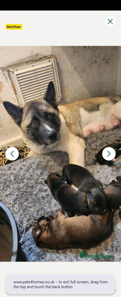 Akita X Rottweiler pups