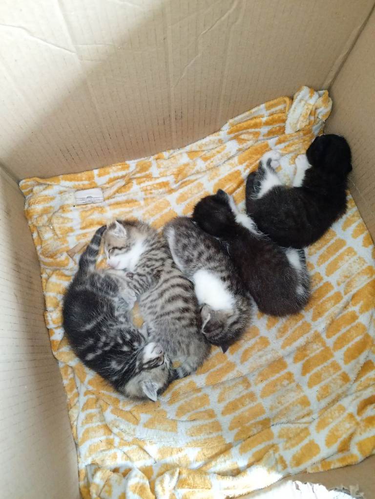 5 kittens for sale 