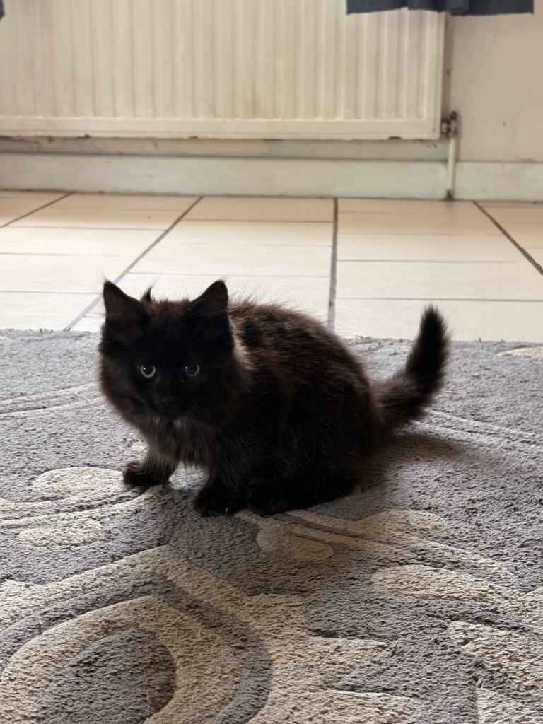 Three kittens available. 
