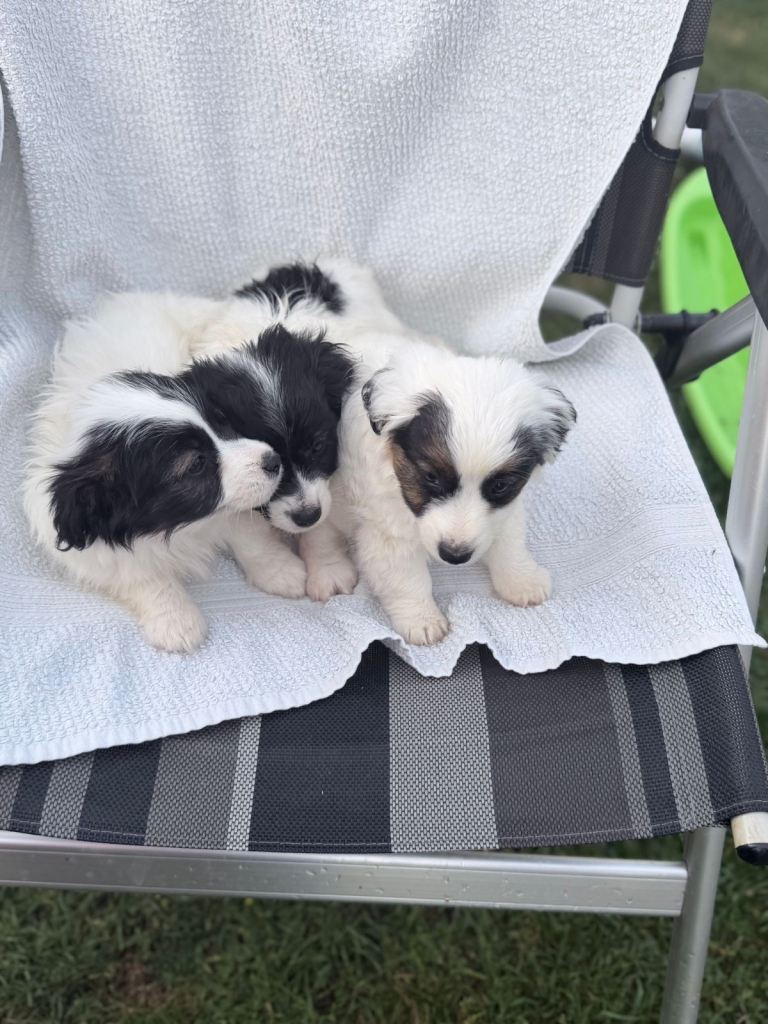 Jackapoos 