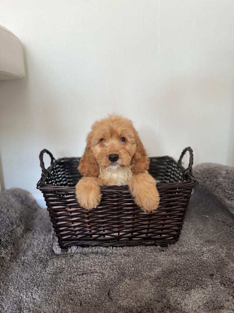 Miniature cockapoo puppies PRA Clear show type