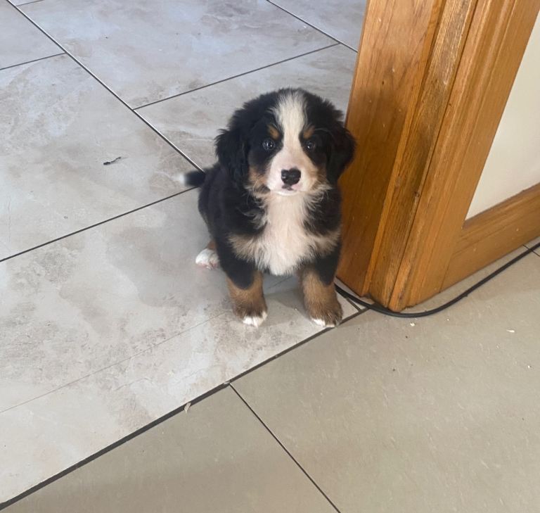 Bernese mountain dog pups