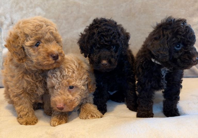 🐾 Gorgeous Miniature Poodle Puppies 🐾