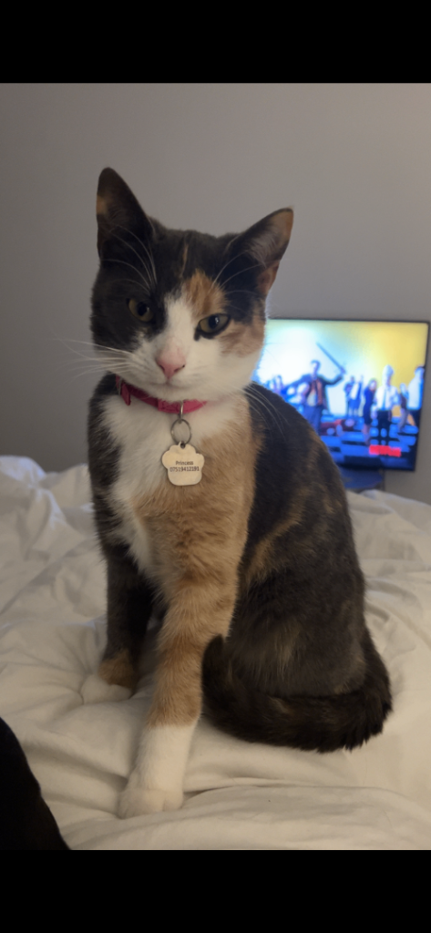 Calico Cat & Her 4 Newborn Kittens Looking for a Loving Home