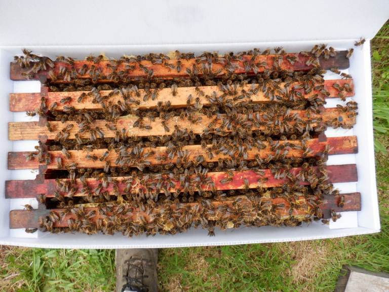 Honeybees Nucleus Colonies - 6-frame National-sized frames