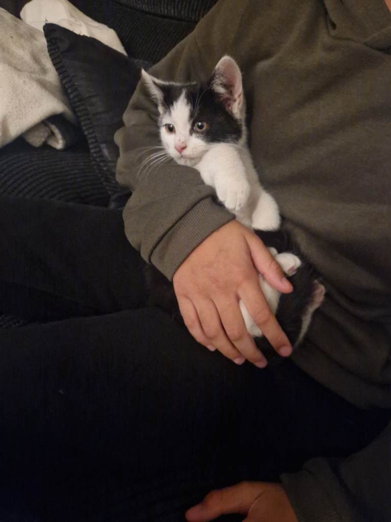 Kitten for sale 
