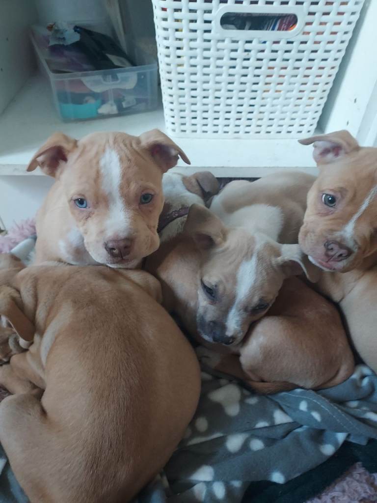 Staffordshire Cross pocket puppies ready NOW!!