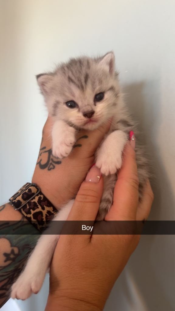 Persian cross kittens 