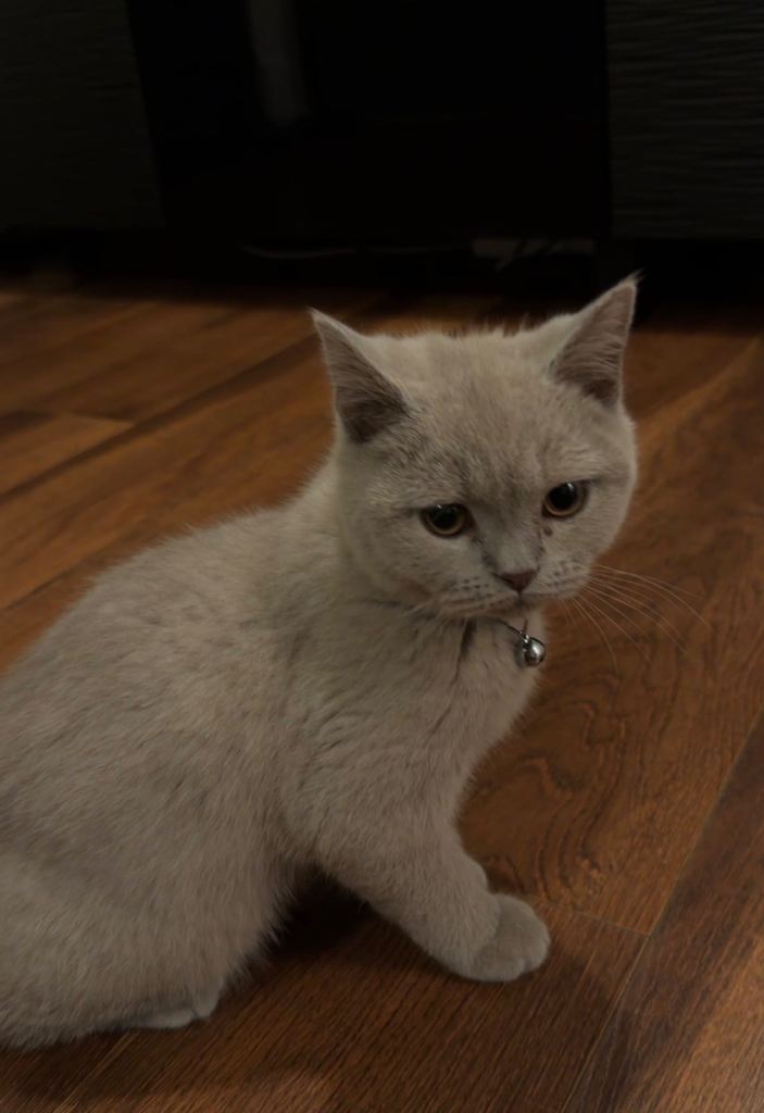 Adorable British Shorthair Male Kitten