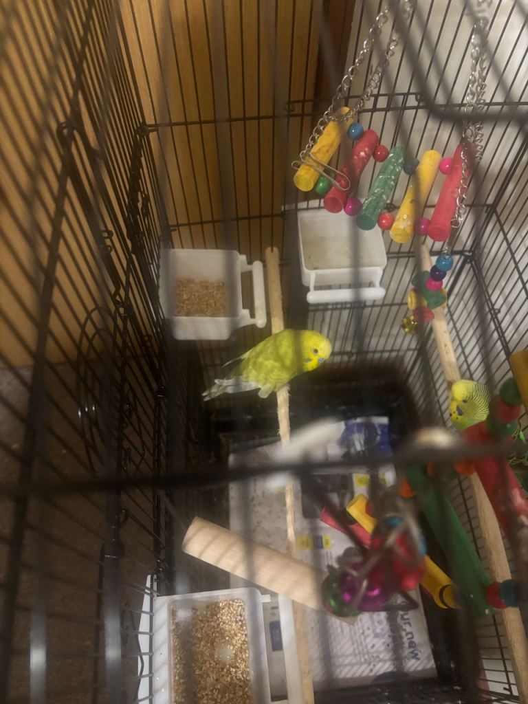 Budgies for sale both male