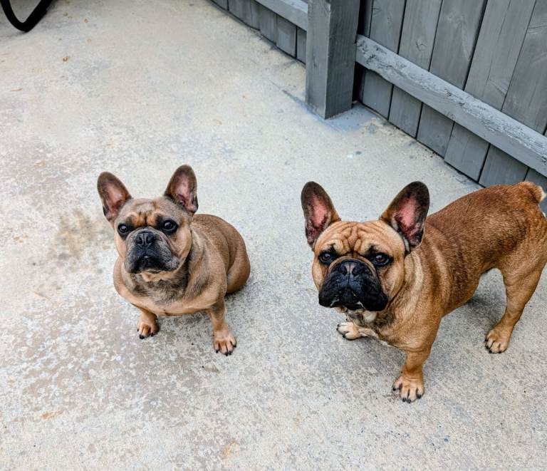French bulldog 
