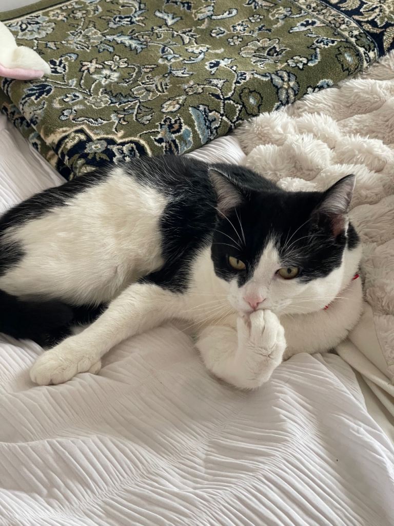 CAT FOR SALE, COMES WITH NECESSITIES!!! OPEN TO OFFERS 