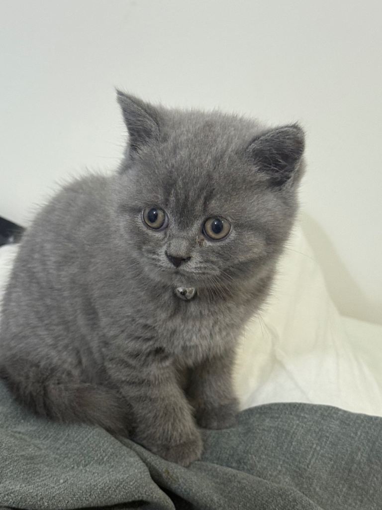 Kitten British shorthair blue