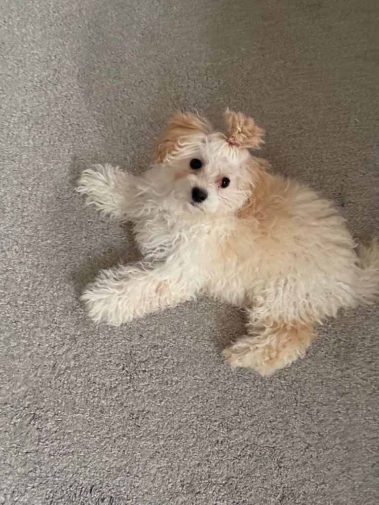Teacup Maltipoo for sale 