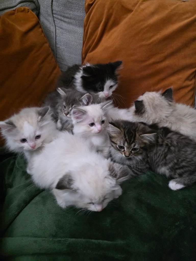 Ragdoll X Kittens looking forever home