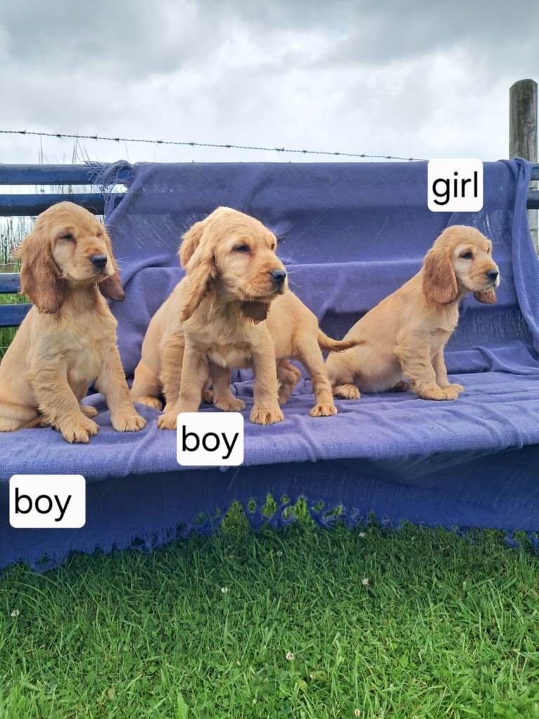 Cocker spaniel pups