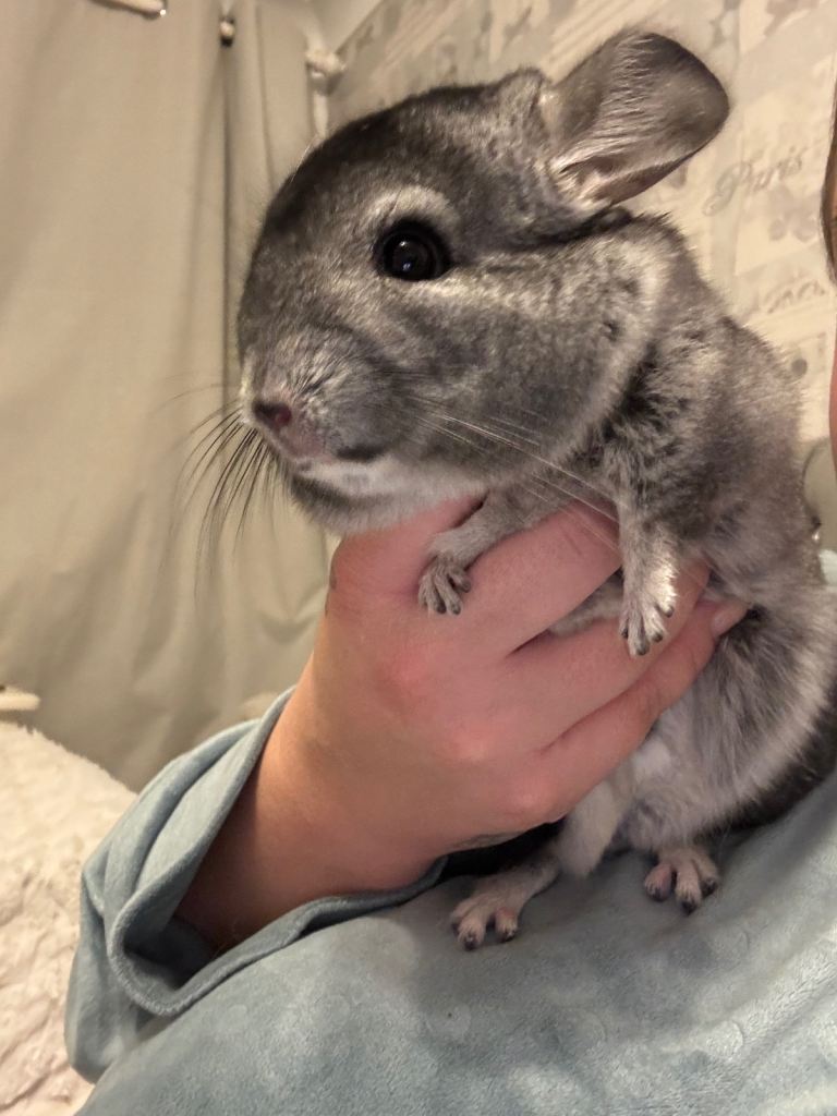 Male chinchilla 