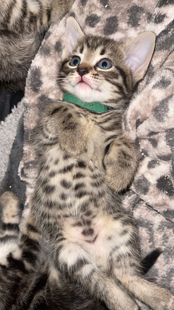 Beautiful Kittens for sale! 