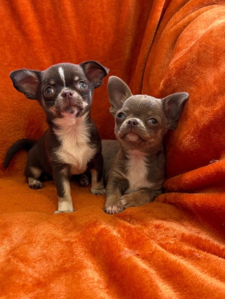 Apple head Chihuahuas 
