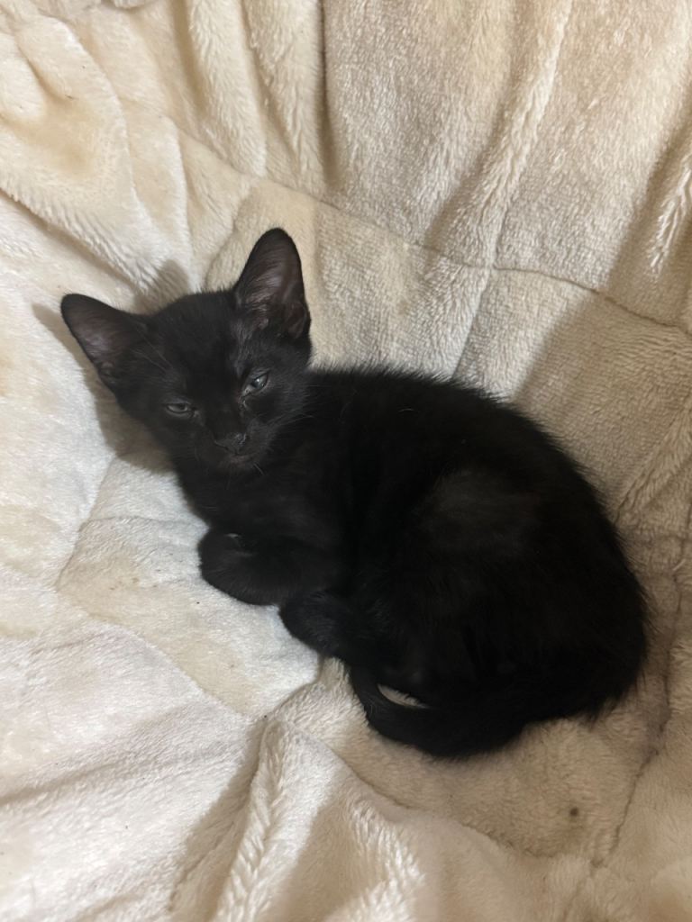 Black male kitten 