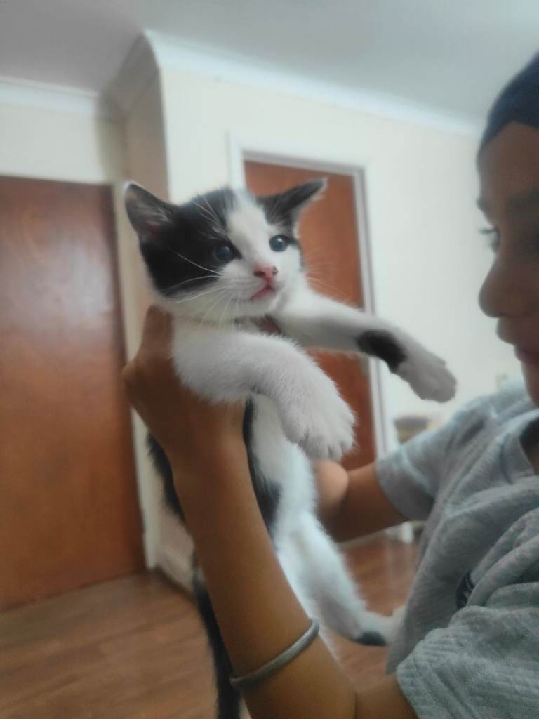 4 kittens and mother 