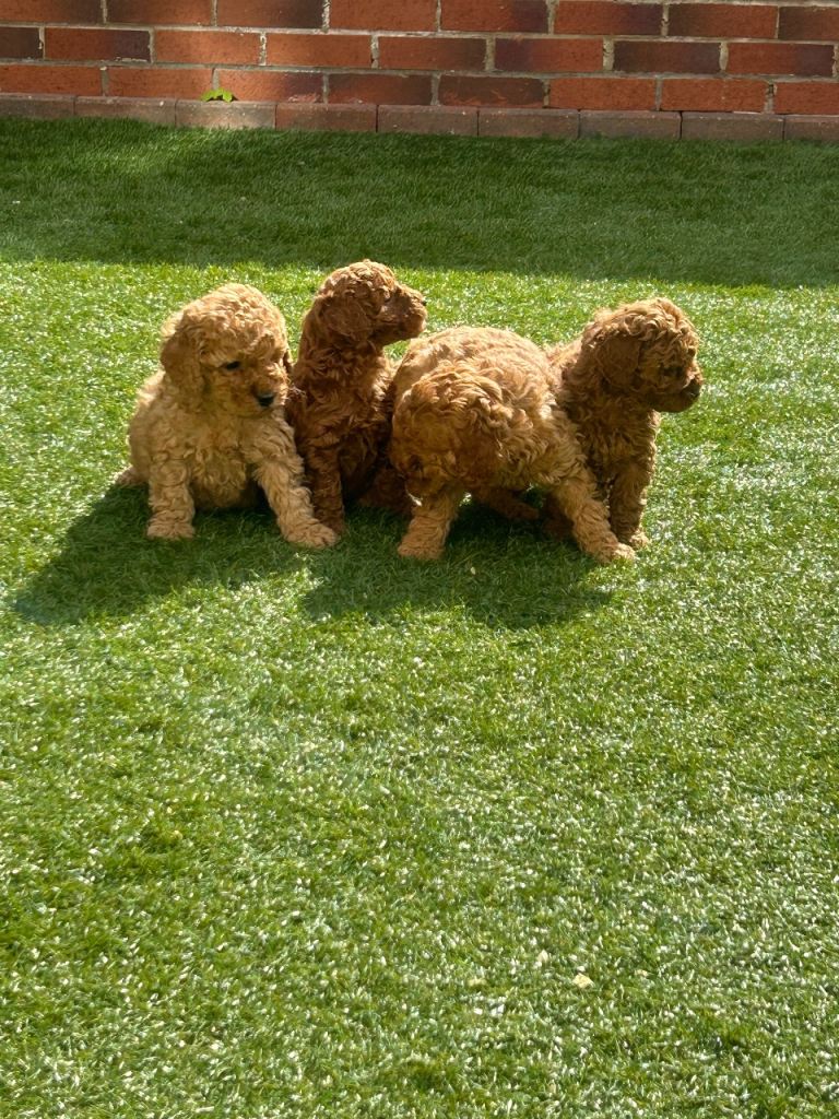 Fox red Cavapoo puppies