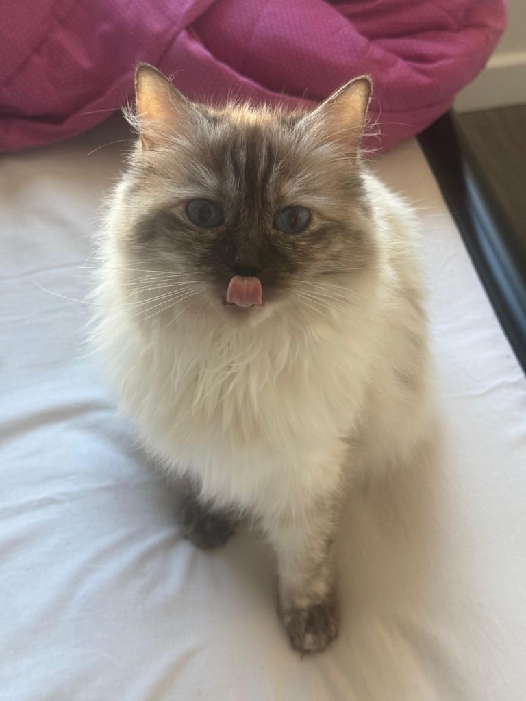 Beautiful Ragdoll Kitten for sale 