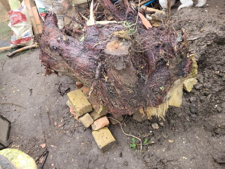 Free wood/logs