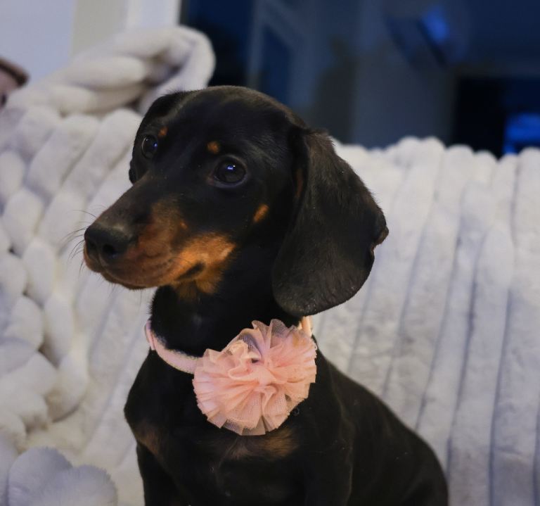Miniature dachshunds ready now