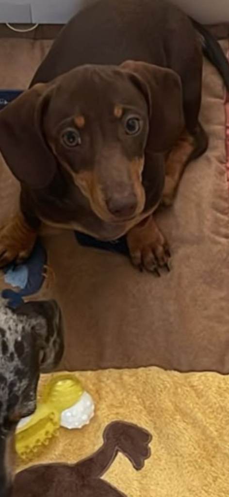 Beautiful mini dachshund chocolate & tan