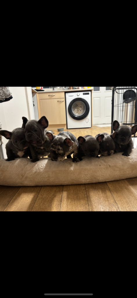 French bulldog puppies for sale