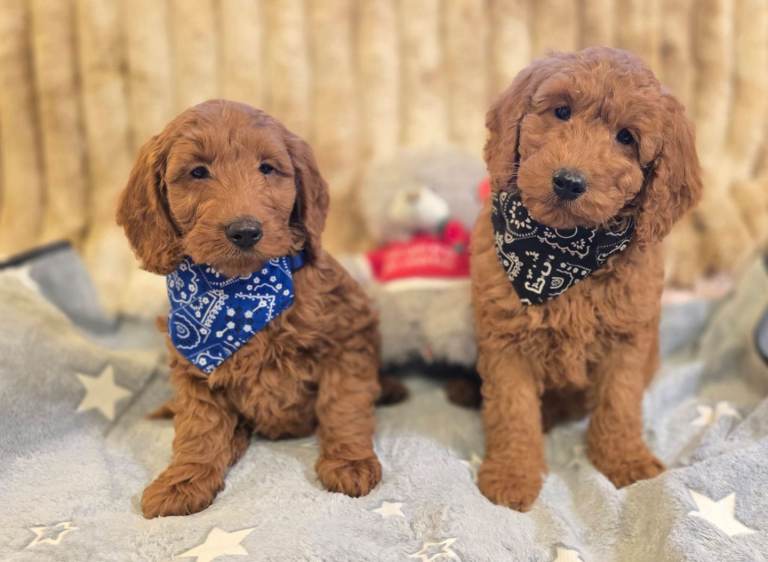 Cockapoo Puppies