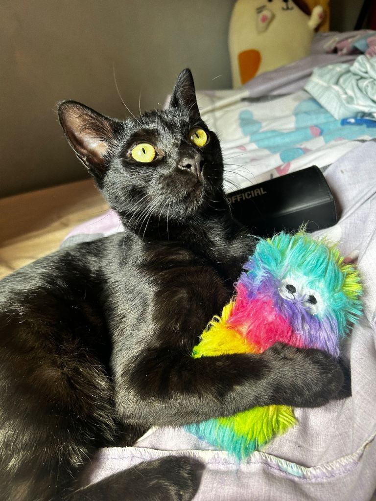 Gorgeous 1 Year Old Female 