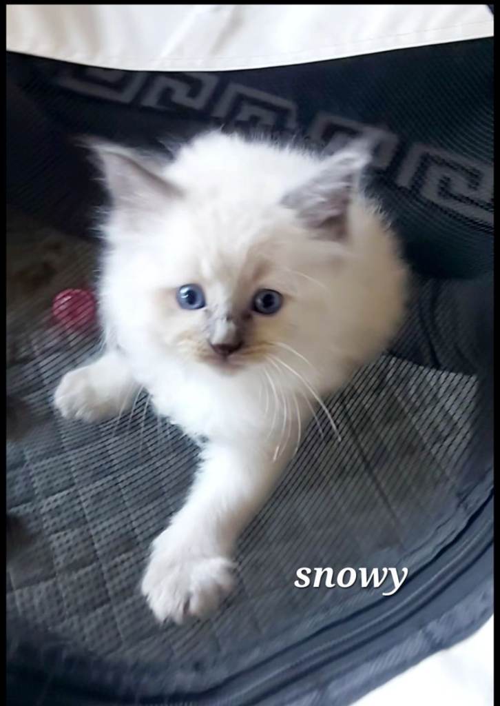 Gorgeous blue eyed ragdoll kittens