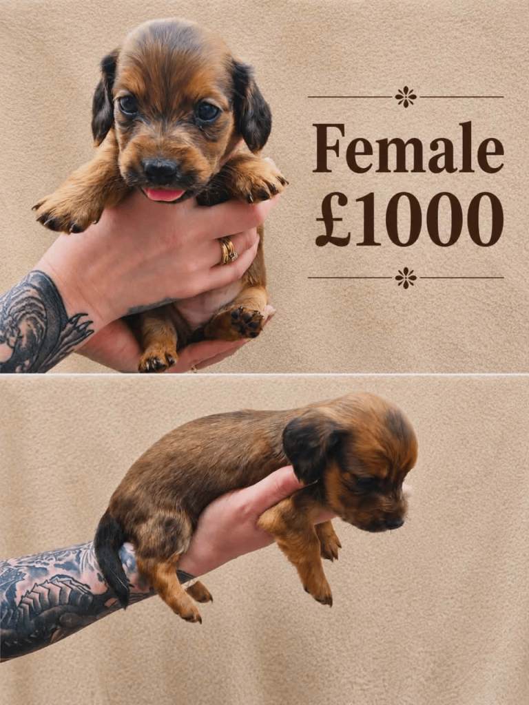 Long Haired dachshunds 