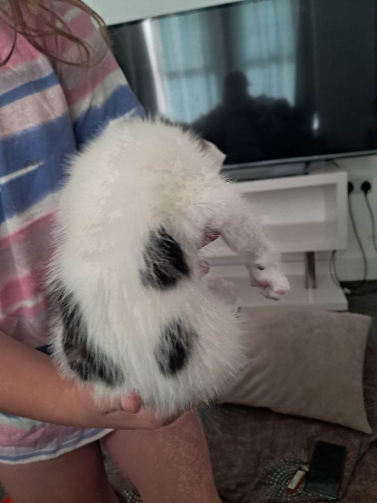 2 girls 1 boy kittens 